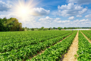 AGRICULTURE